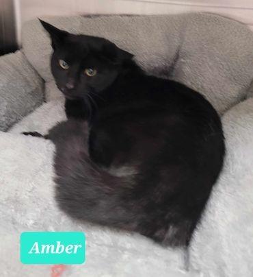 Enlarge Amber, a Adoptable mixed breed in Richmond, IN image 3/5