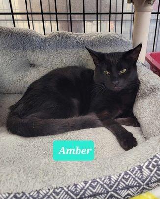 Enlarge Amber, a Adoptable mixed breed in Richmond, IN image 4/5