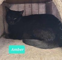 Enlarge Amber, a Adoptable mixed breed in Richmond, IN image 5/5