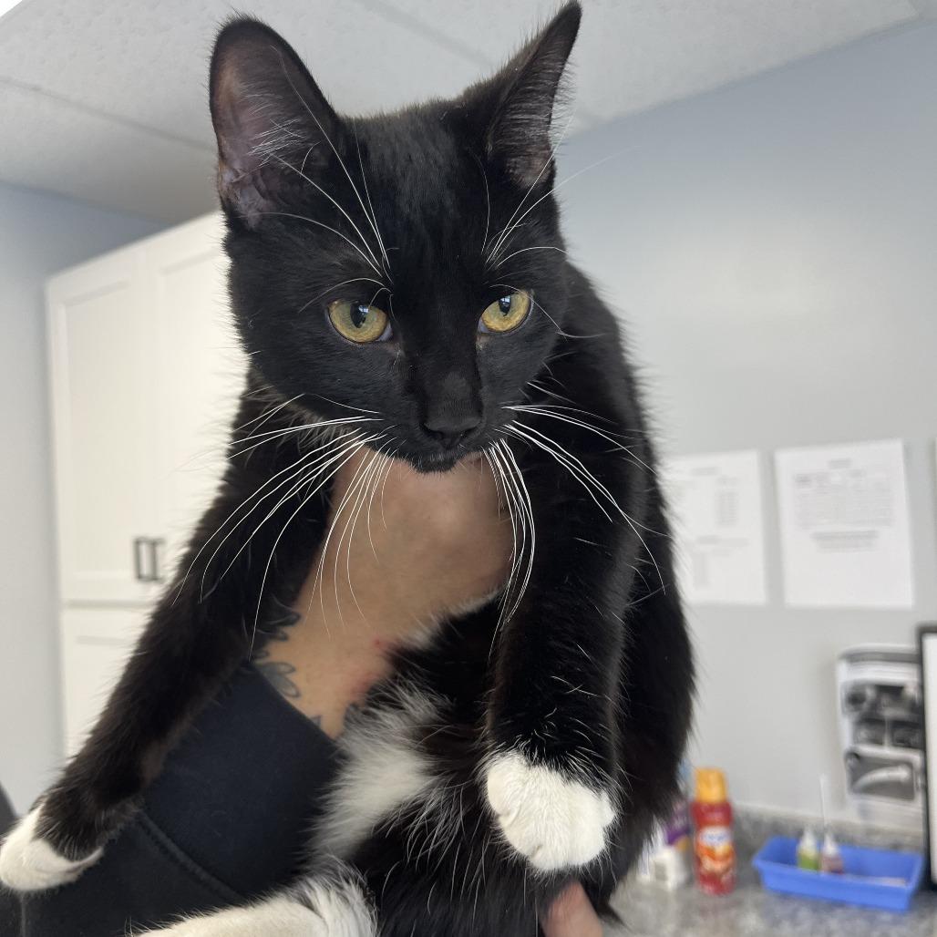 Enlarge Skellington, a Adoptable Domestic Short Hair in Watertown, NY image 1/1