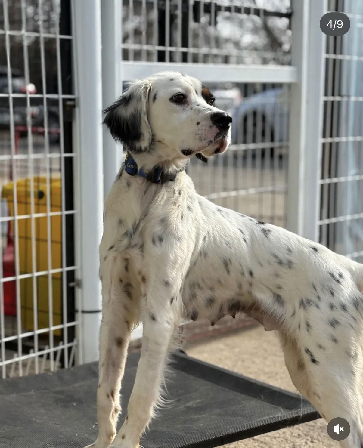 NEEKE, Adoptable, Young Female English Setter & English Pointer.
