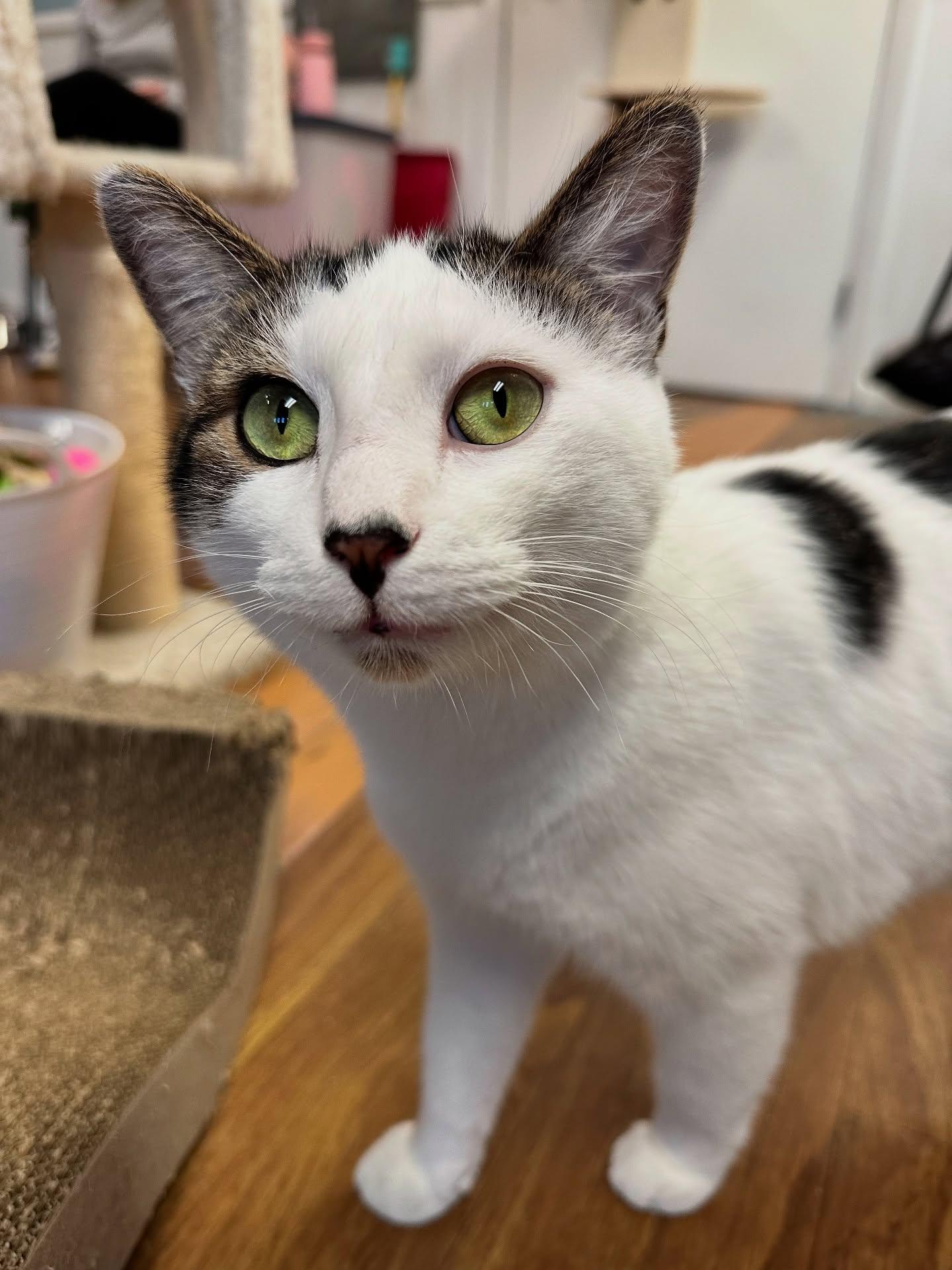 Enlarge Jack & JIll, an adopted Domestic Short Hair in McDonald, PA image 3/3