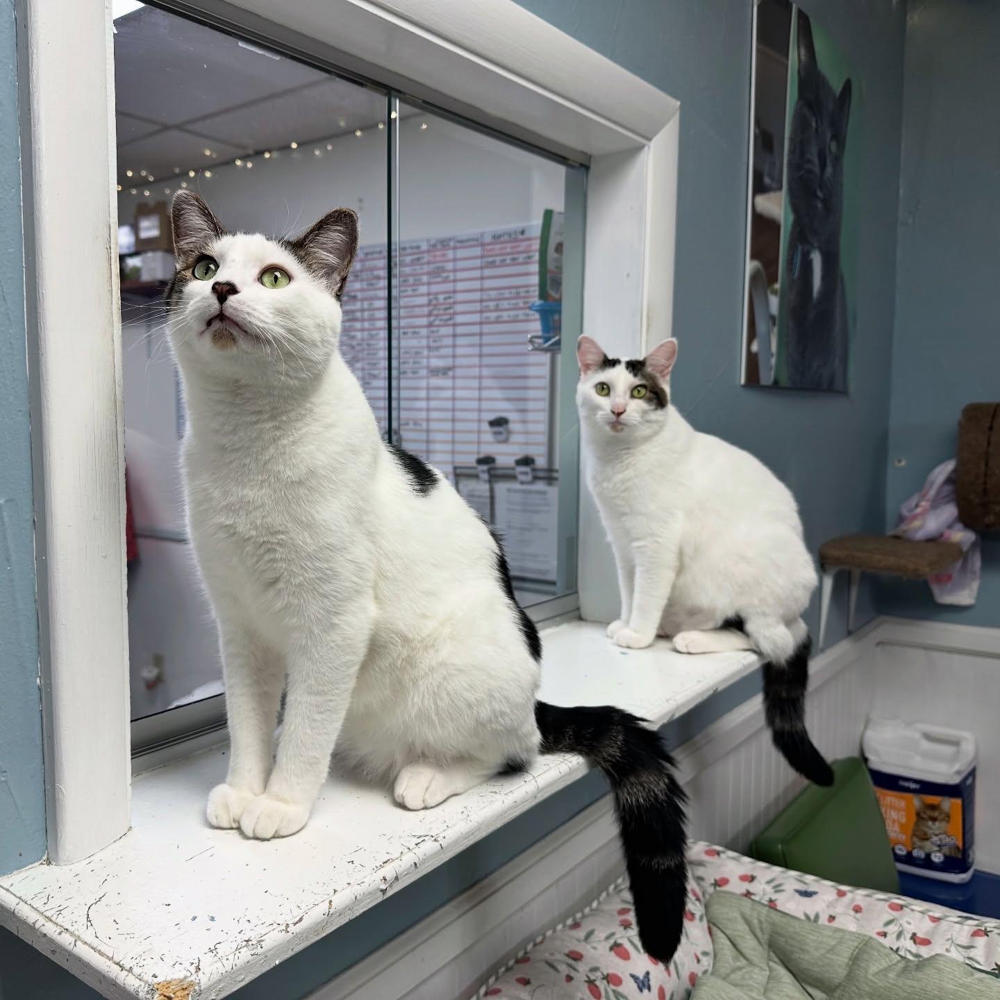 Jack & JIll, adopted, Adult Male Domestic Short Hair.