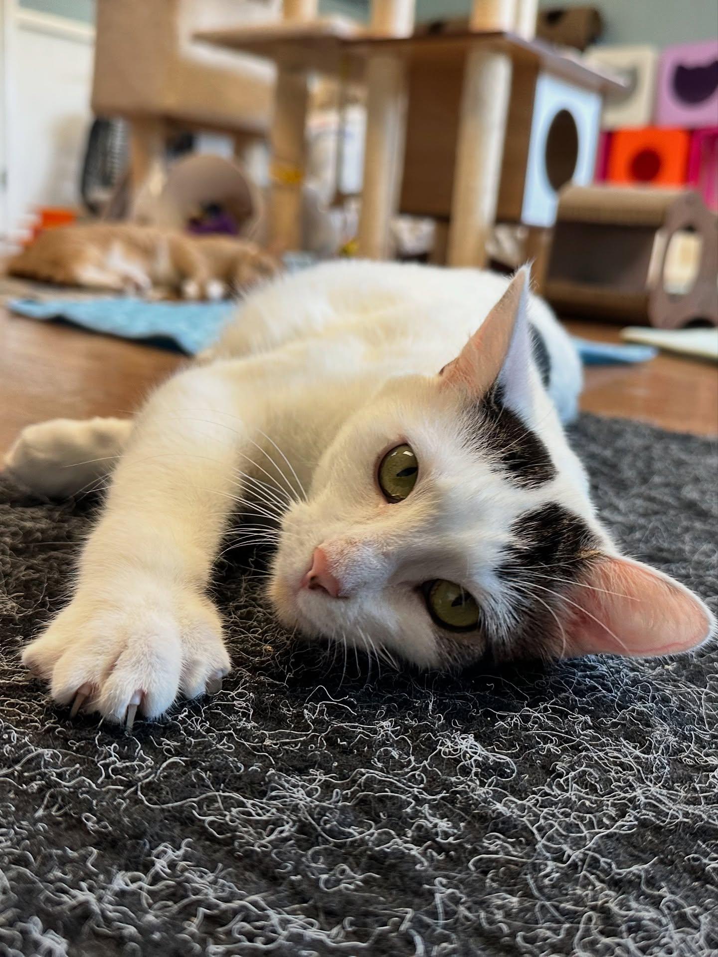 Enlarge Jack & JIll, an adopted Domestic Short Hair in McDonald, PA image 2/3