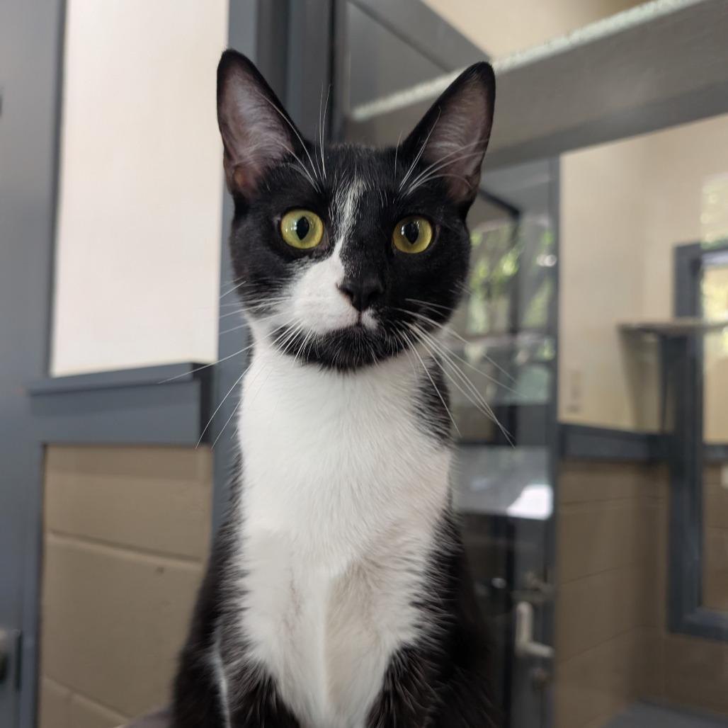 Enlarge Arthur, a Adoptable Domestic Short Hair in Versailles, KY image 1/5