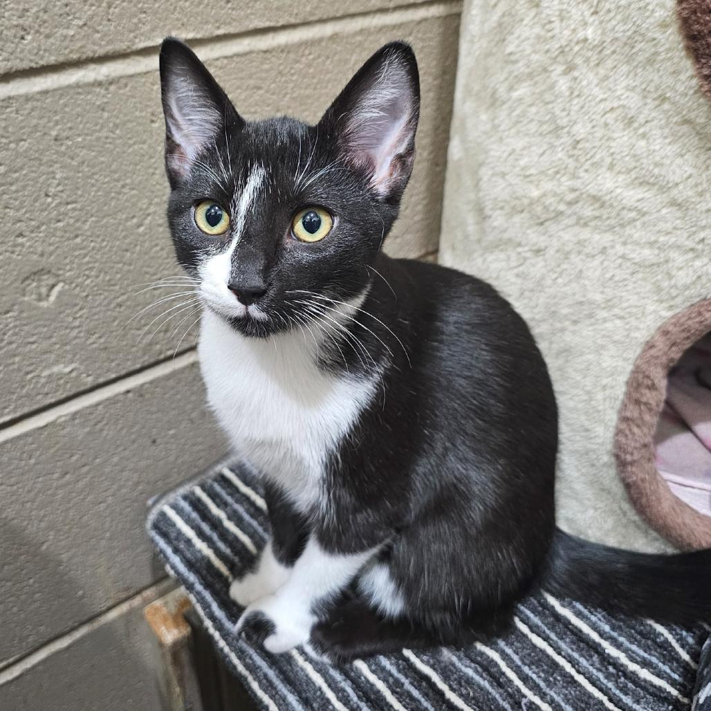 Arthur, a Adoptable Domestic Short Hair in Versailles, KY image 1/3