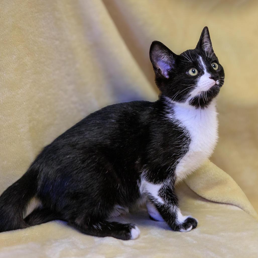 Arthur, a Adoptable Domestic Short Hair in Versailles, KY image 2/3