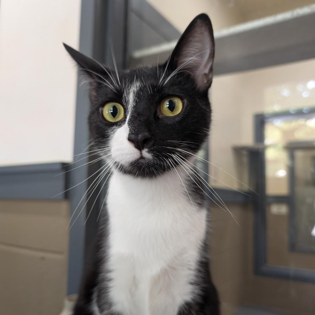 Enlarge Arthur, a Adoptable Domestic Short Hair in Versailles, KY image 3/5