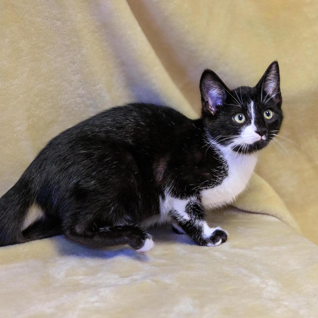 Arthur, a Adoptable Domestic Short Hair in Versailles, KY image 3/3