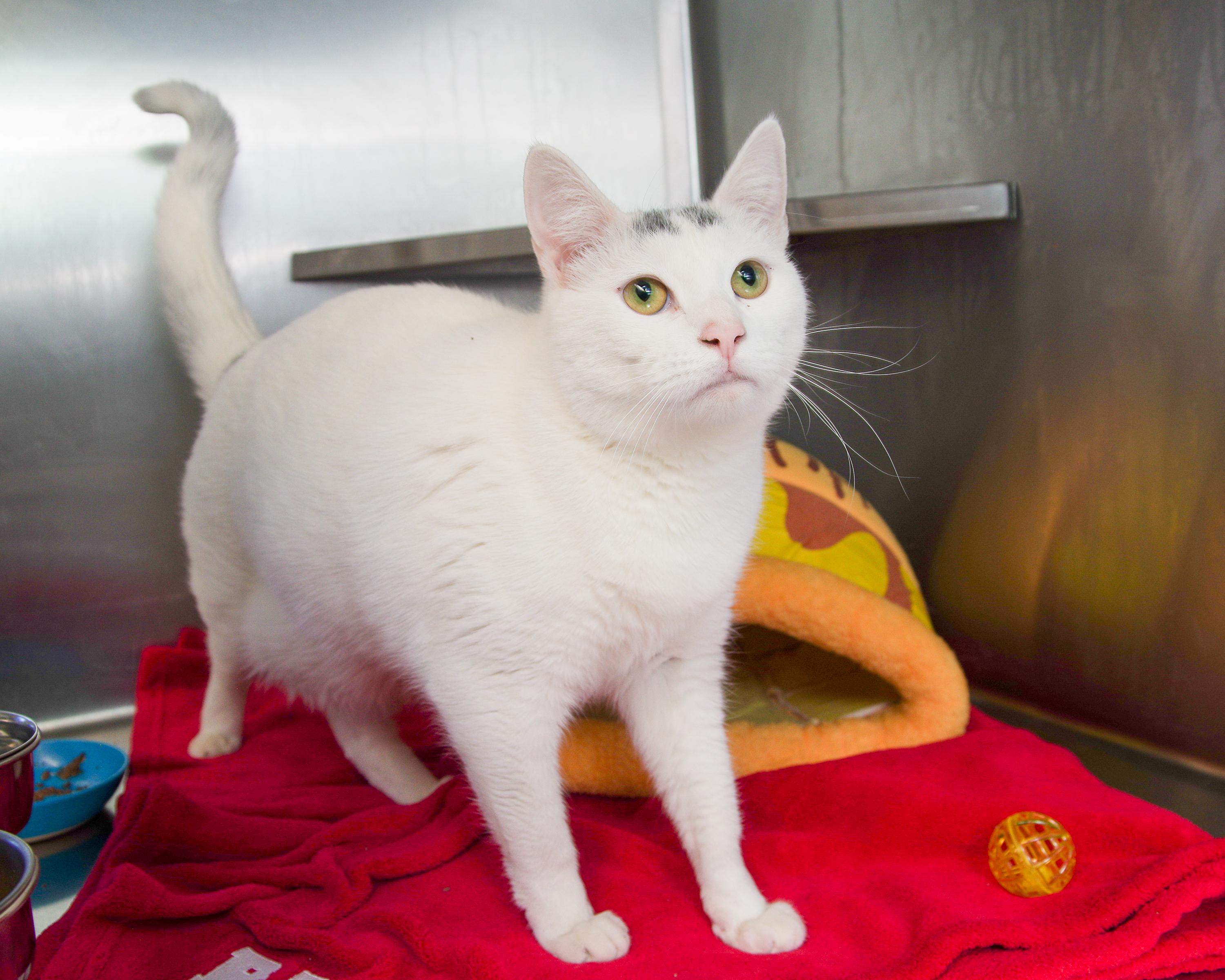 Enlarge Rosie, a Adoptable American Shorthair in Scituate, MA image 3/6
