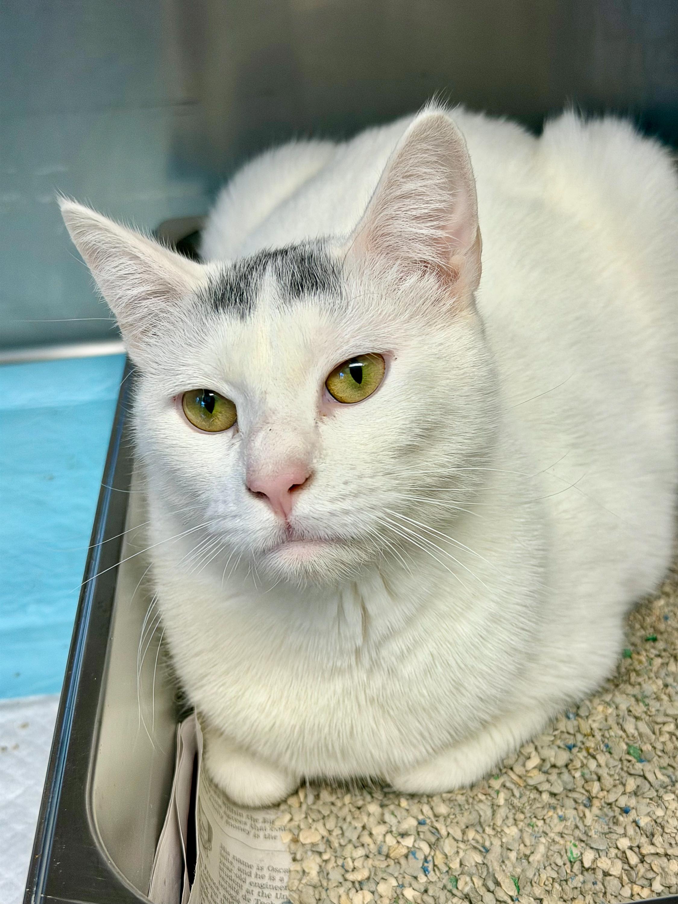 Rosie, a Adoptable American Shorthair in Scituate, MA image 1/4