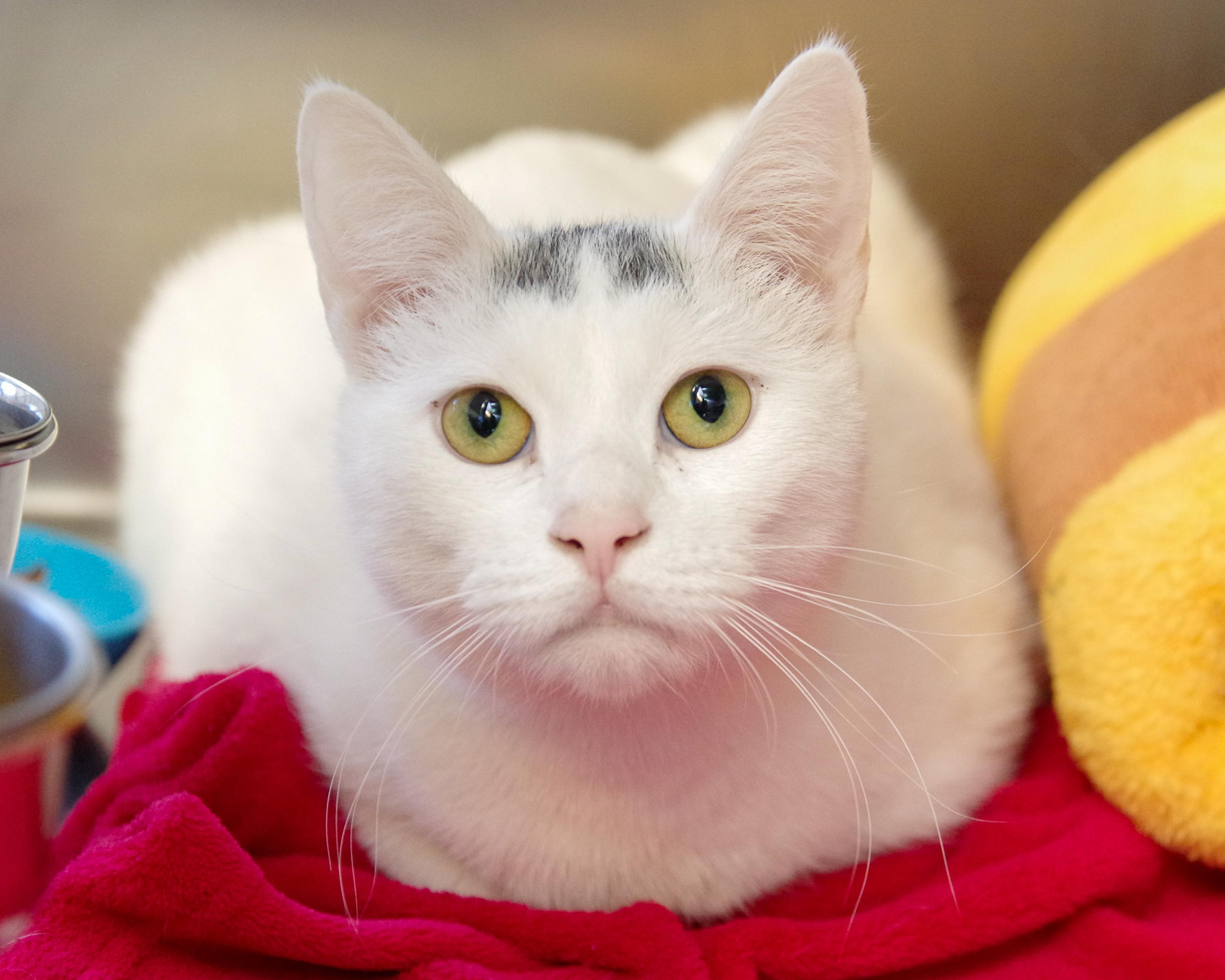 Enlarge Rosie, a Adoptable American Shorthair in Scituate, MA image 1/6