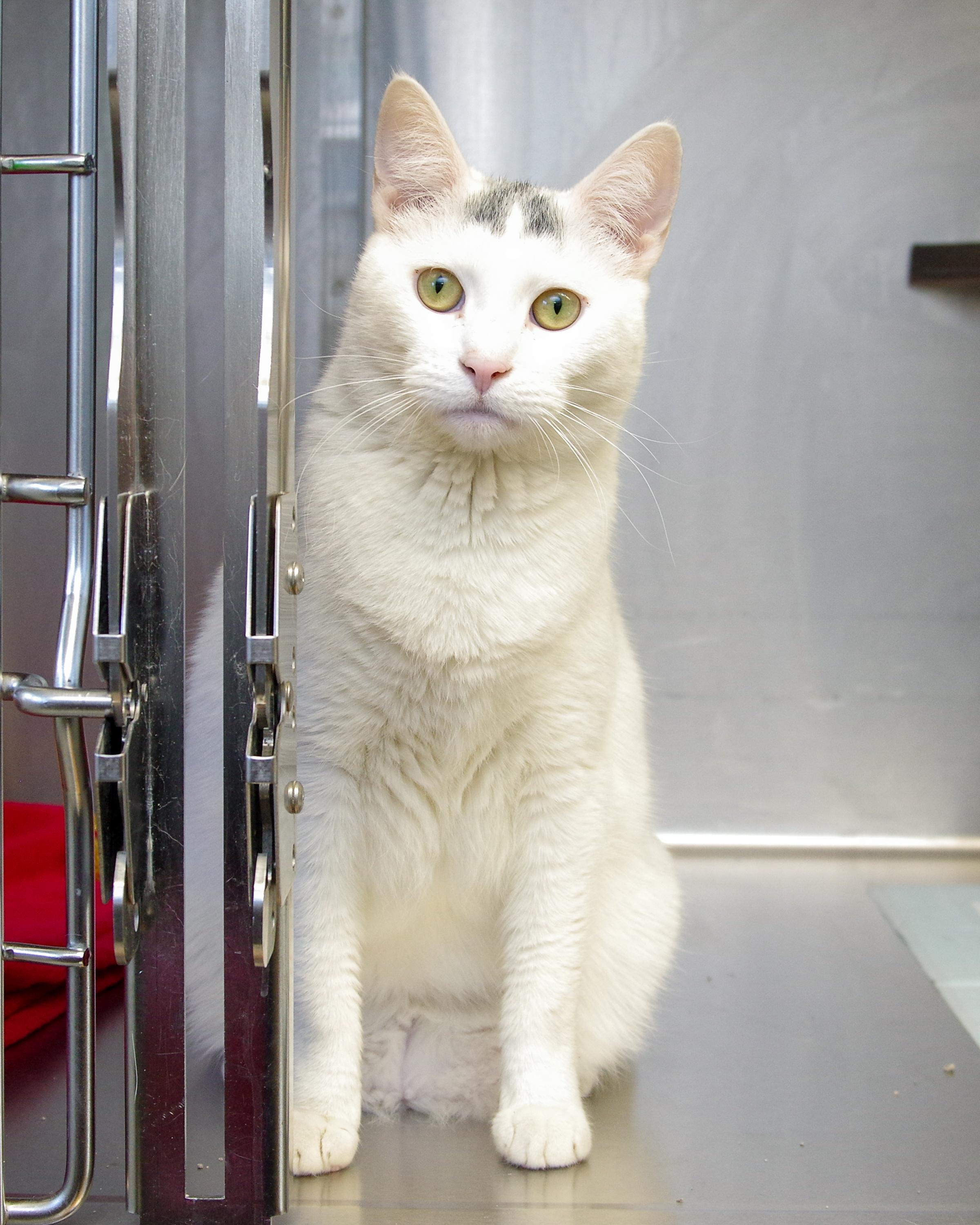 Enlarge Rosie, a Adoptable American Shorthair in Scituate, MA image 2/6