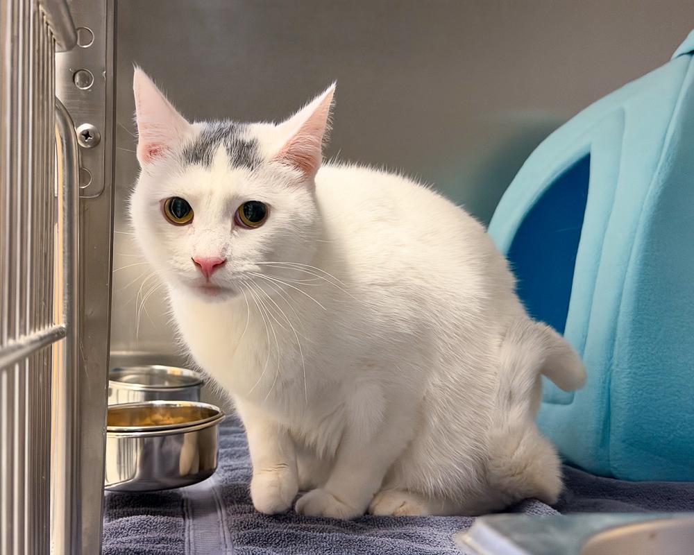 Rosie, Adoptable, Adult Female American Shorthair.