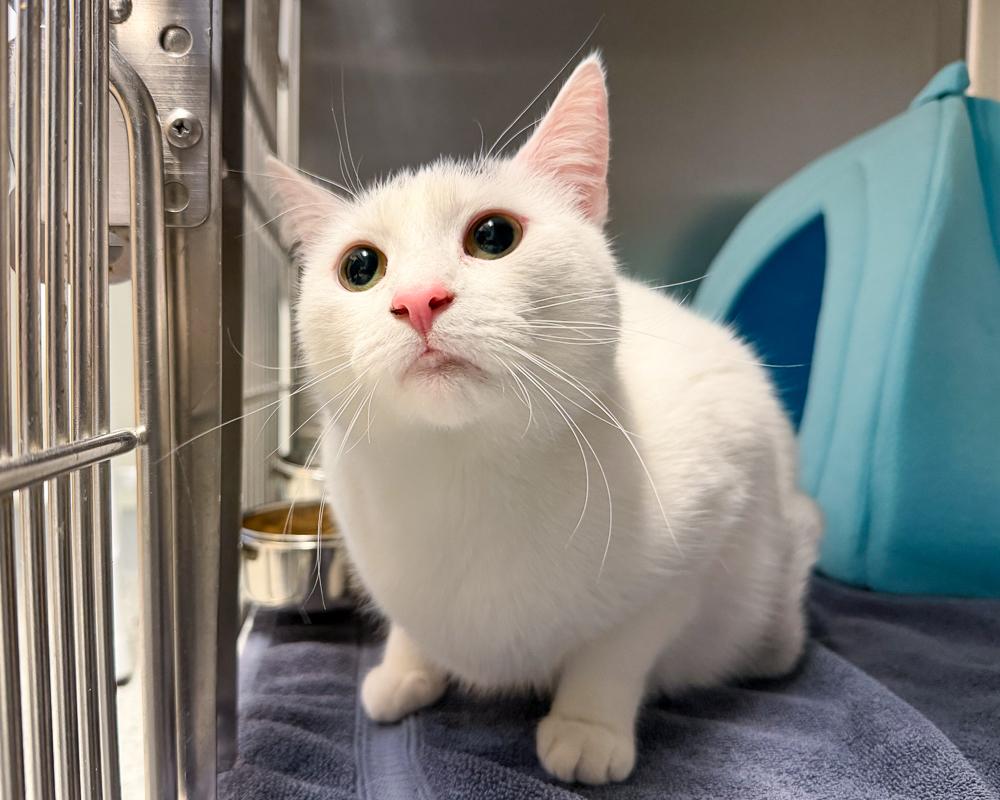 Rosie, Adoptable, Adult Female American Shorthair.