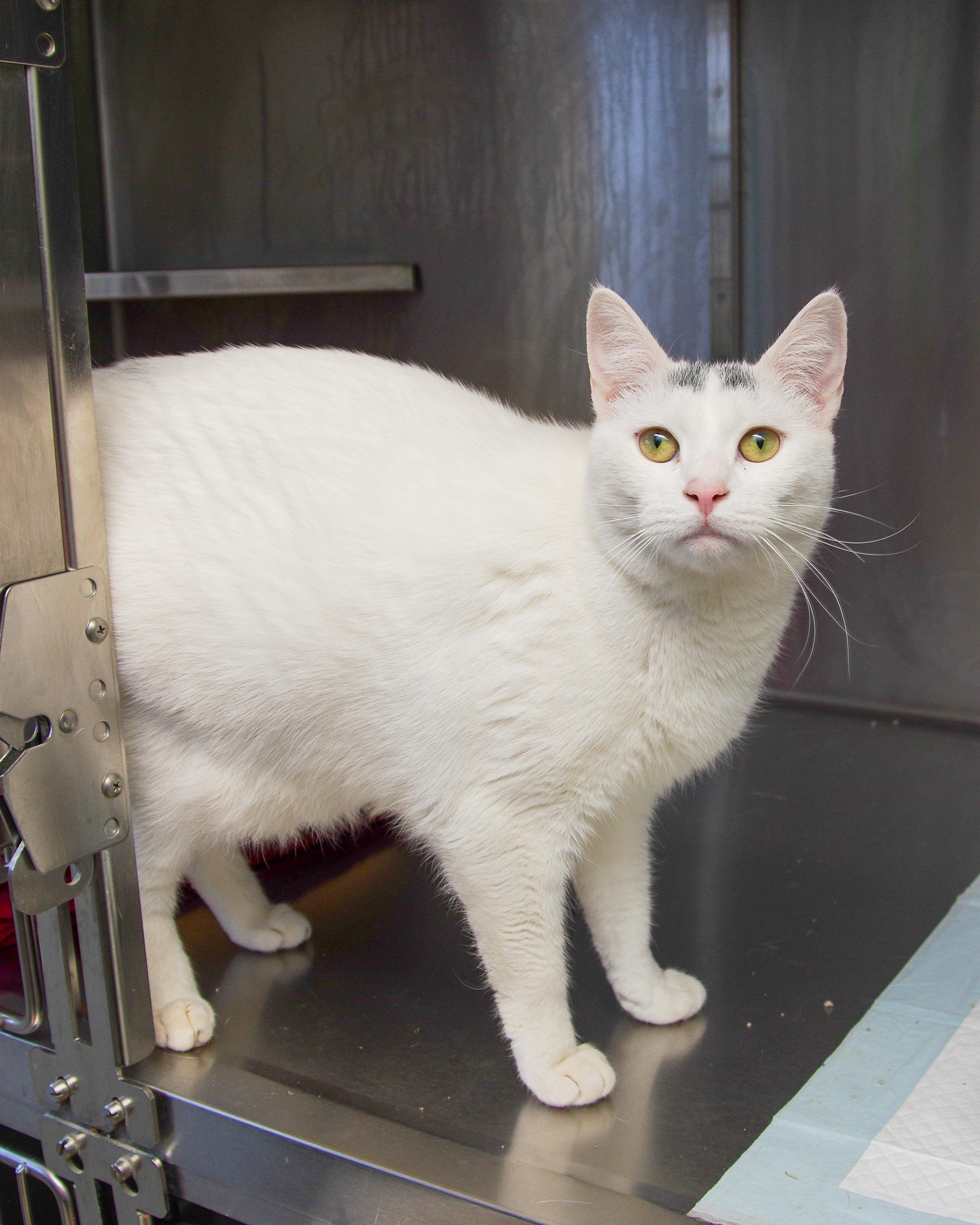 Enlarge Rosie, a Adoptable American Shorthair in Scituate, MA image 6/6