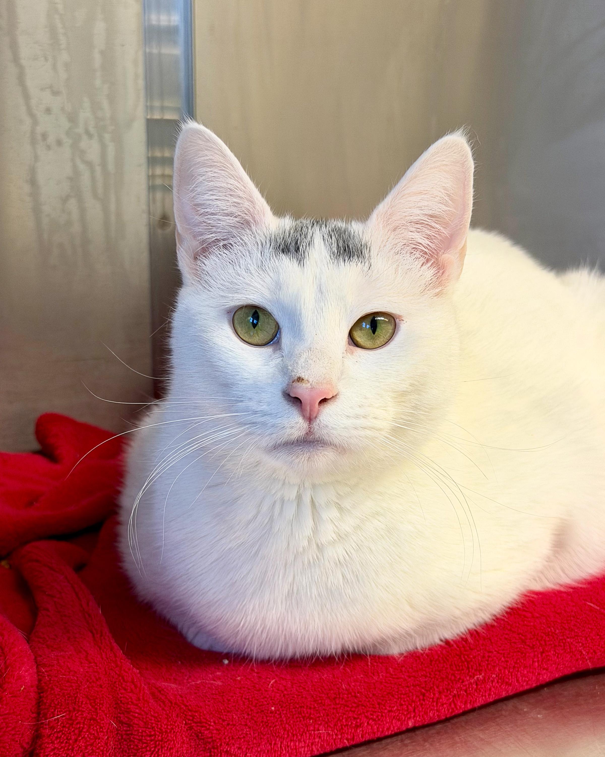 Enlarge Rosie, a Adoptable American Shorthair in Scituate, MA image 4/6