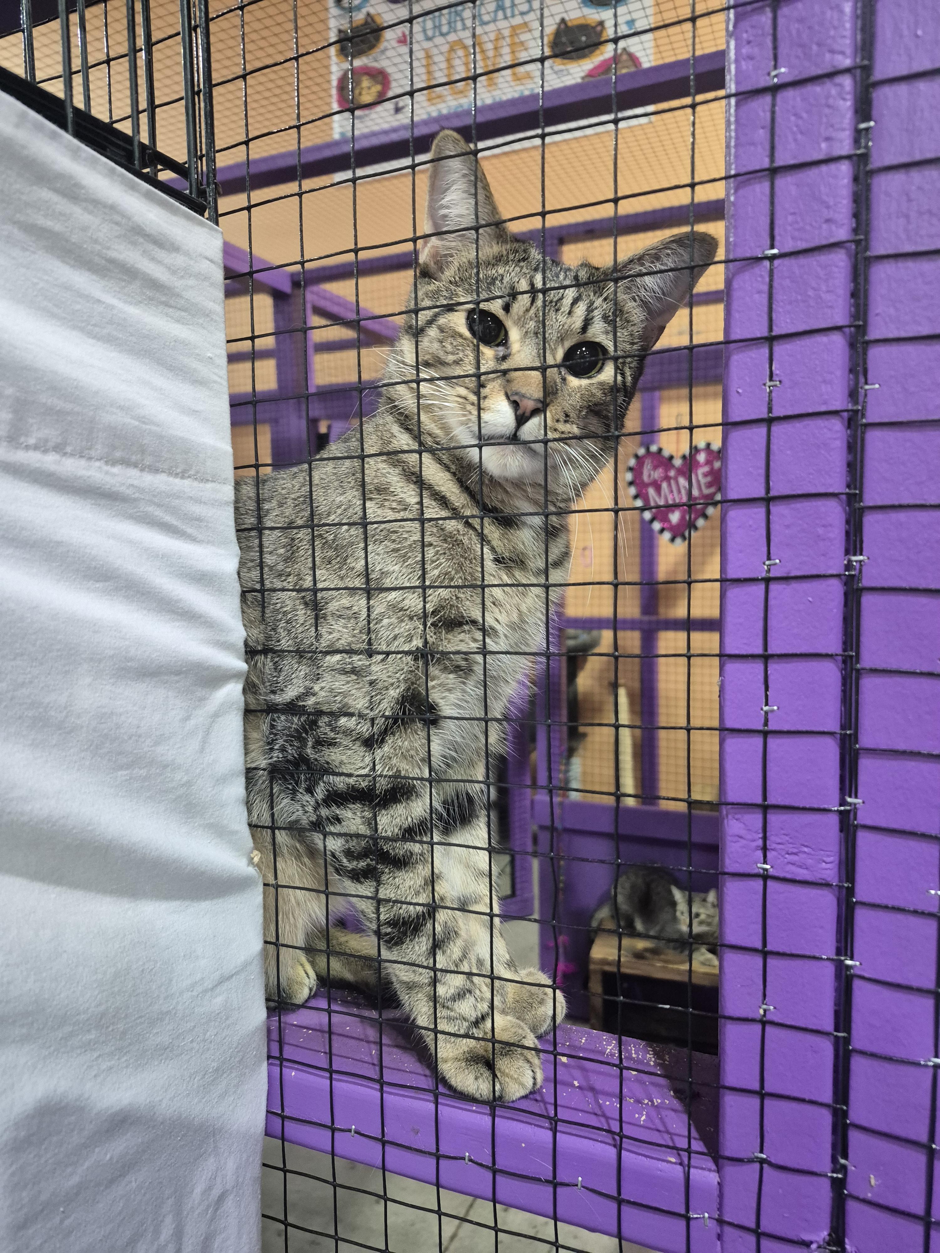 Omer, a Adoptable mixed breed in Albuquerque, NM image 2/4