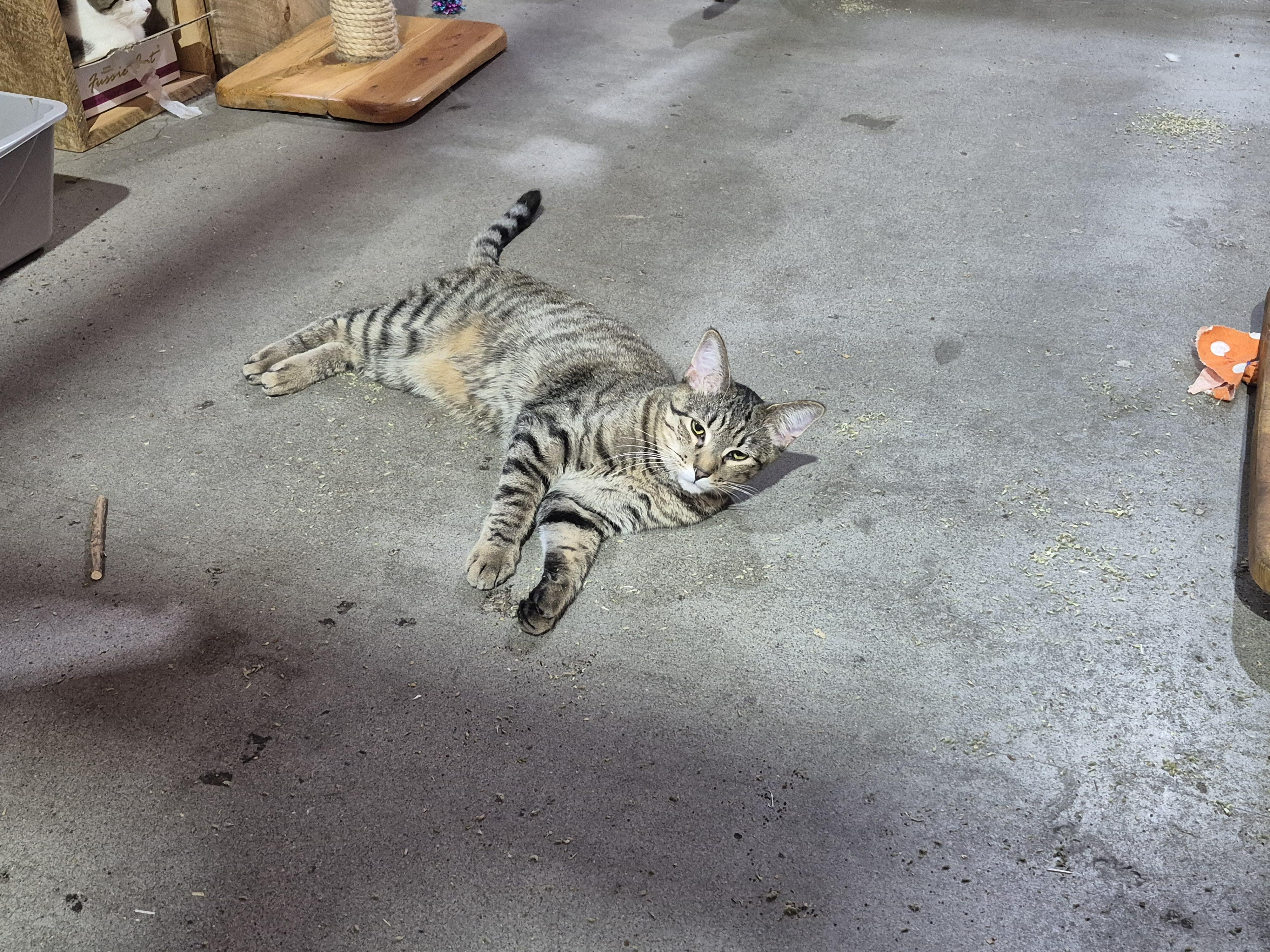 Omer, an adoptable Domestic Short Hair, Tabby in Albuquerque, NM, 87199 | Photo Image 4