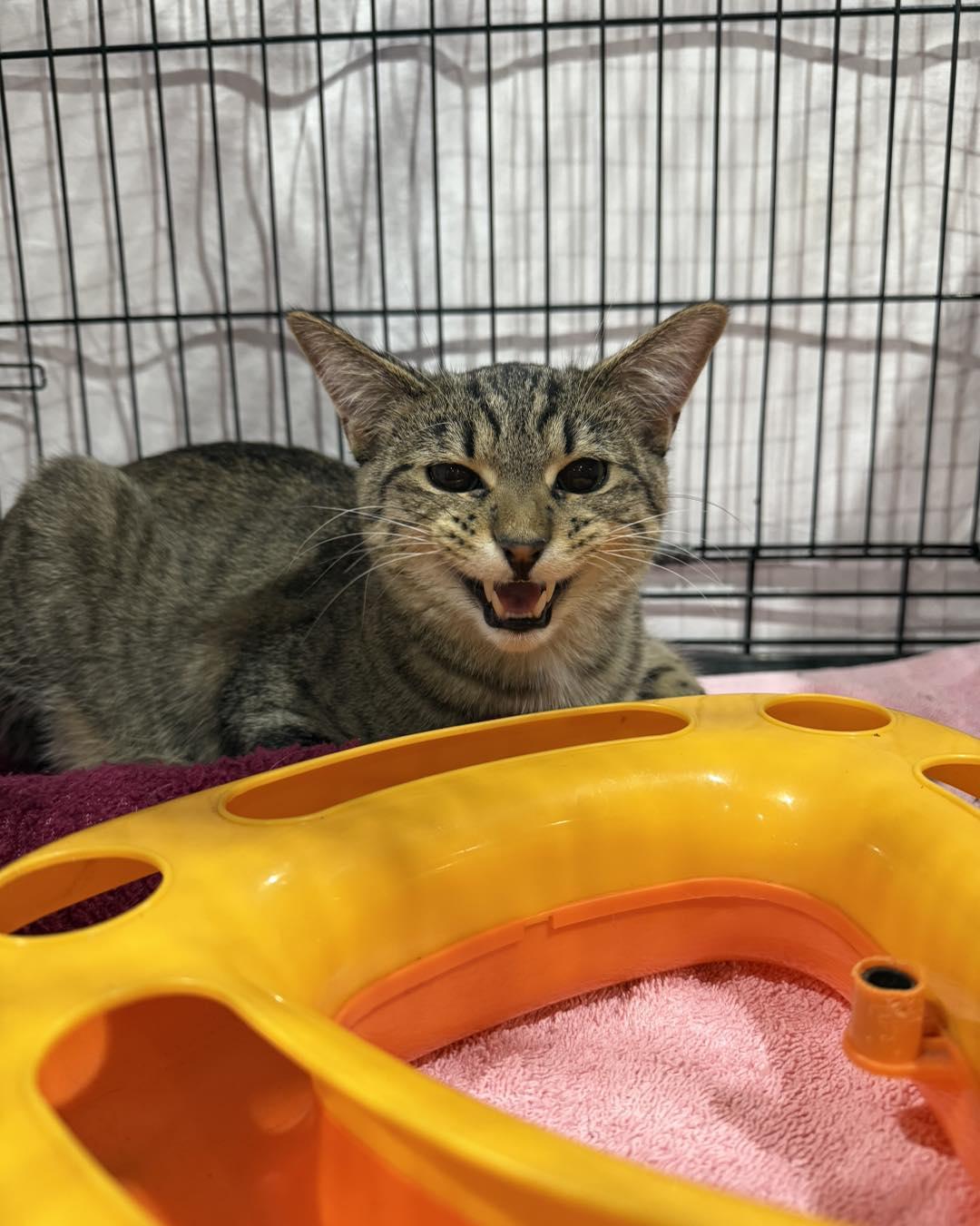 Omer, a Adoptable mixed breed in Albuquerque, NM image 4/4