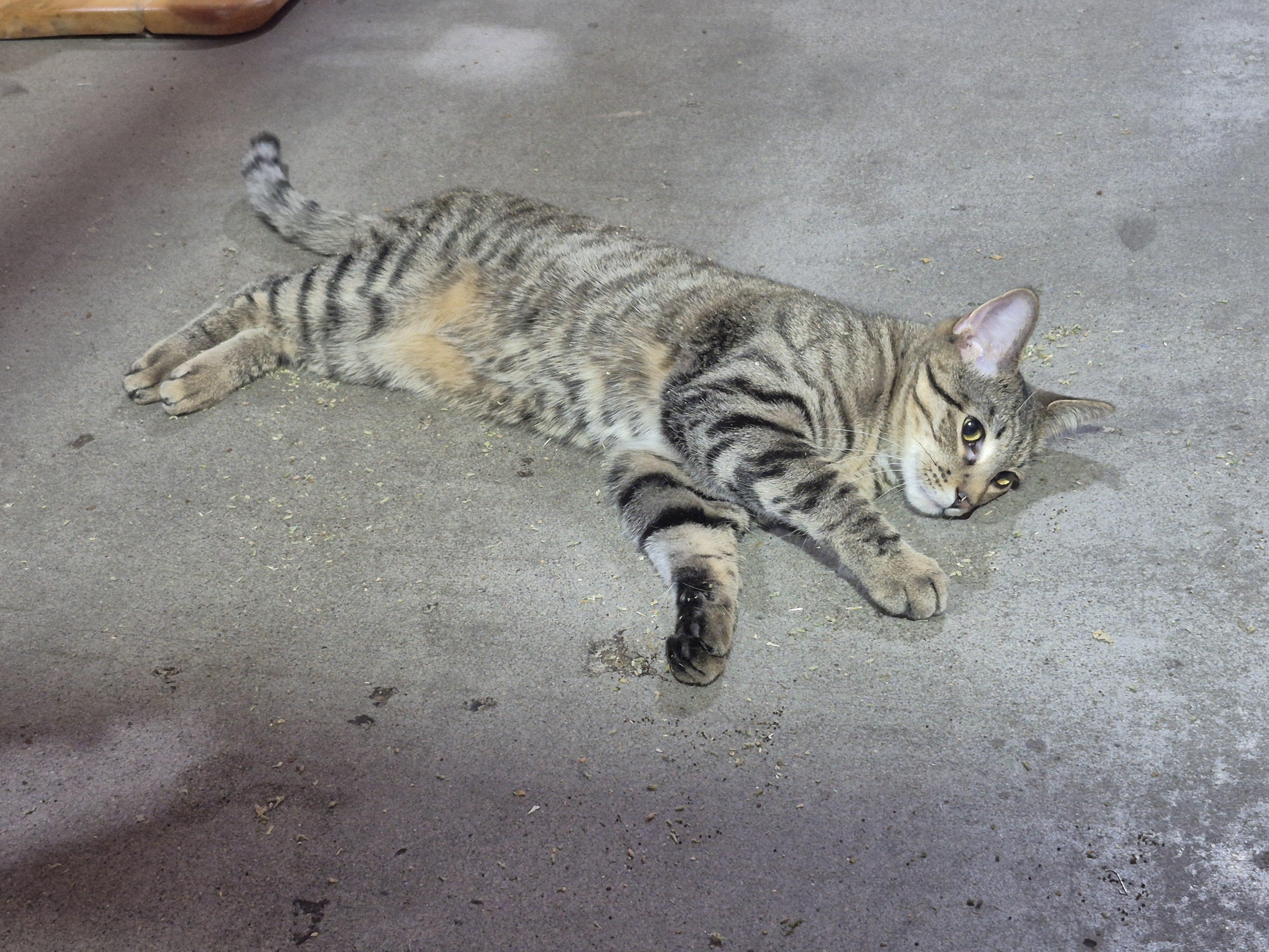 Omer, a Adoptable mixed breed in Albuquerque, NM image 1/4