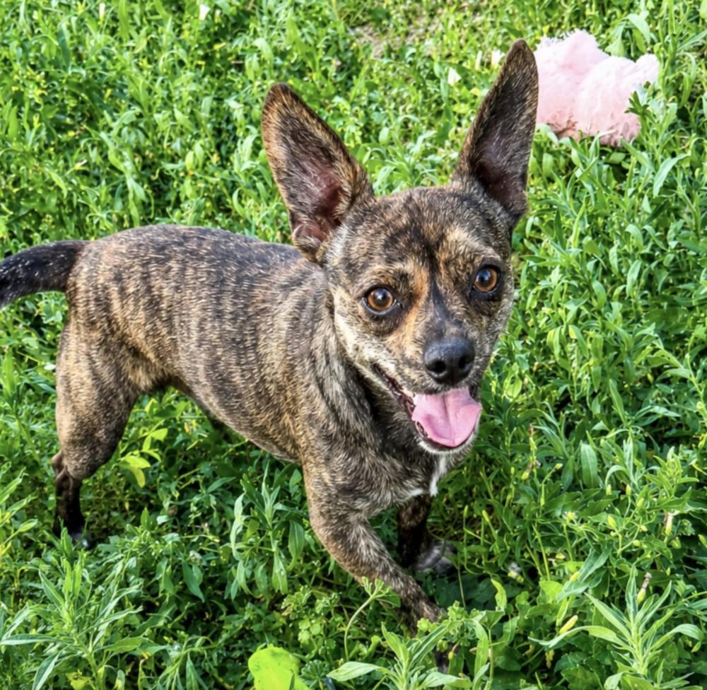 Shy, a Adoptable mixed breed in Boulder, CO image 2/2