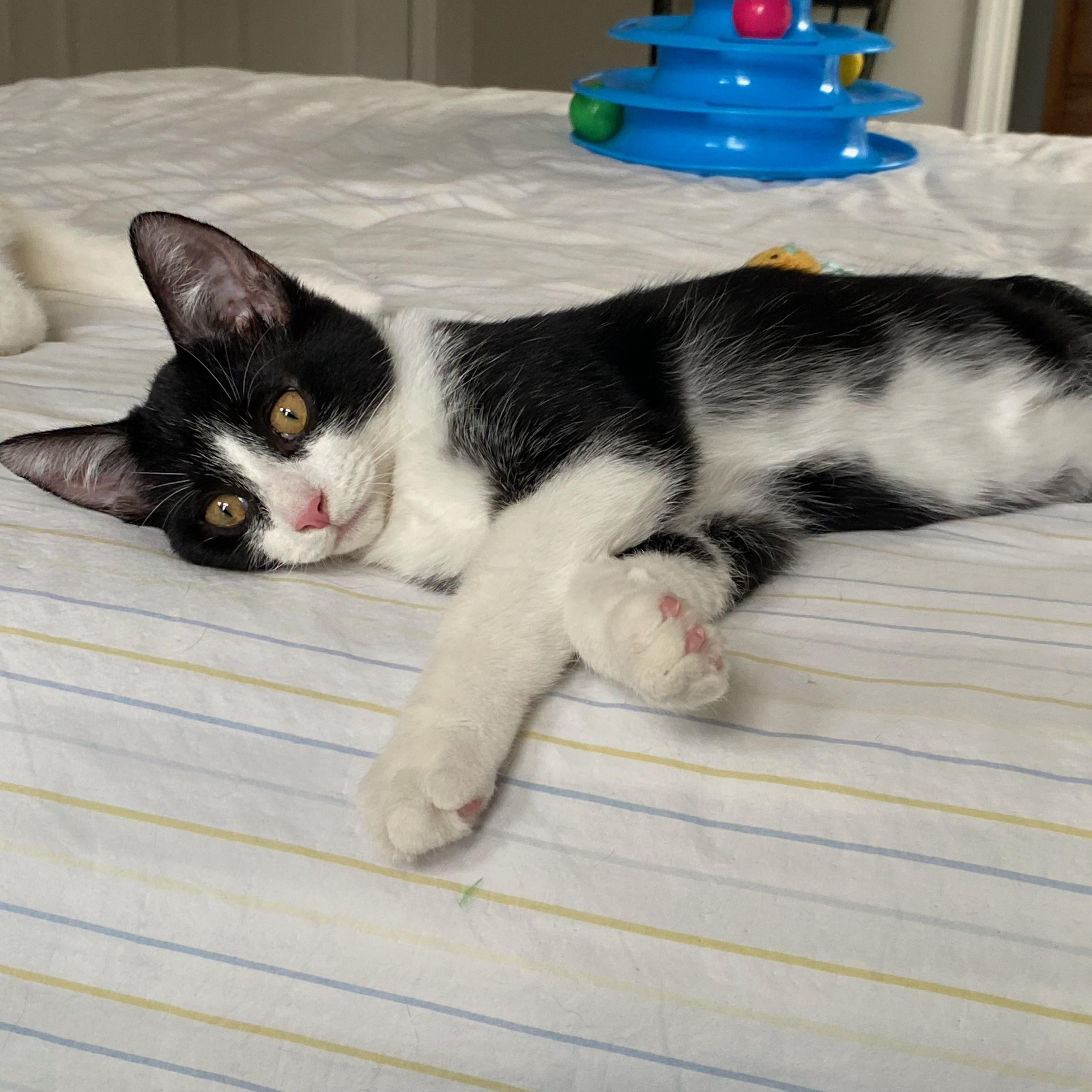 Tiramisu, a ADOPTABLE Domestic Short Hair in Lawrenceburg, IN image 5/5