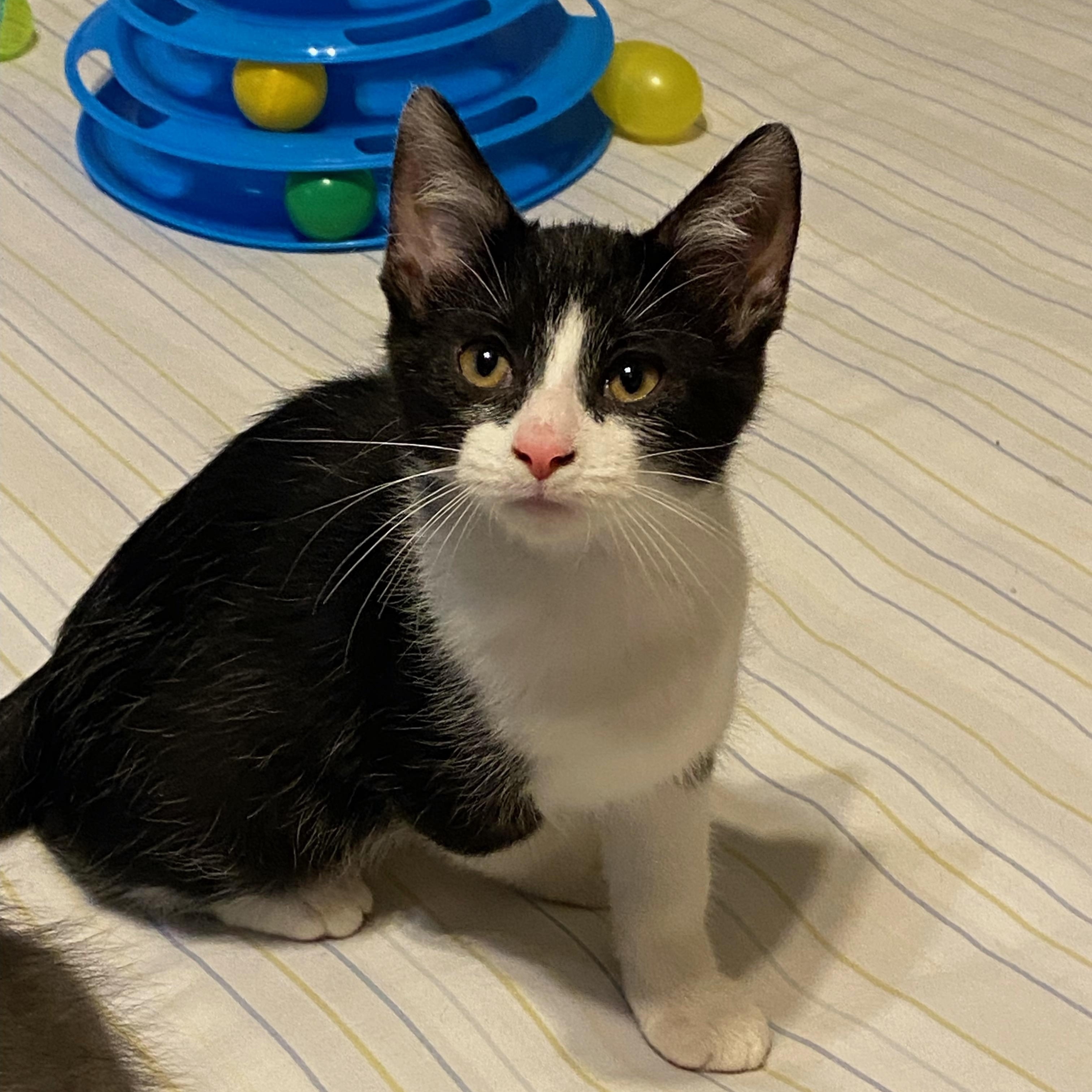 Enlarge Tiramisu, a ADOPTABLE Domestic Short Hair in Lawrenceburg, IN image 2/3