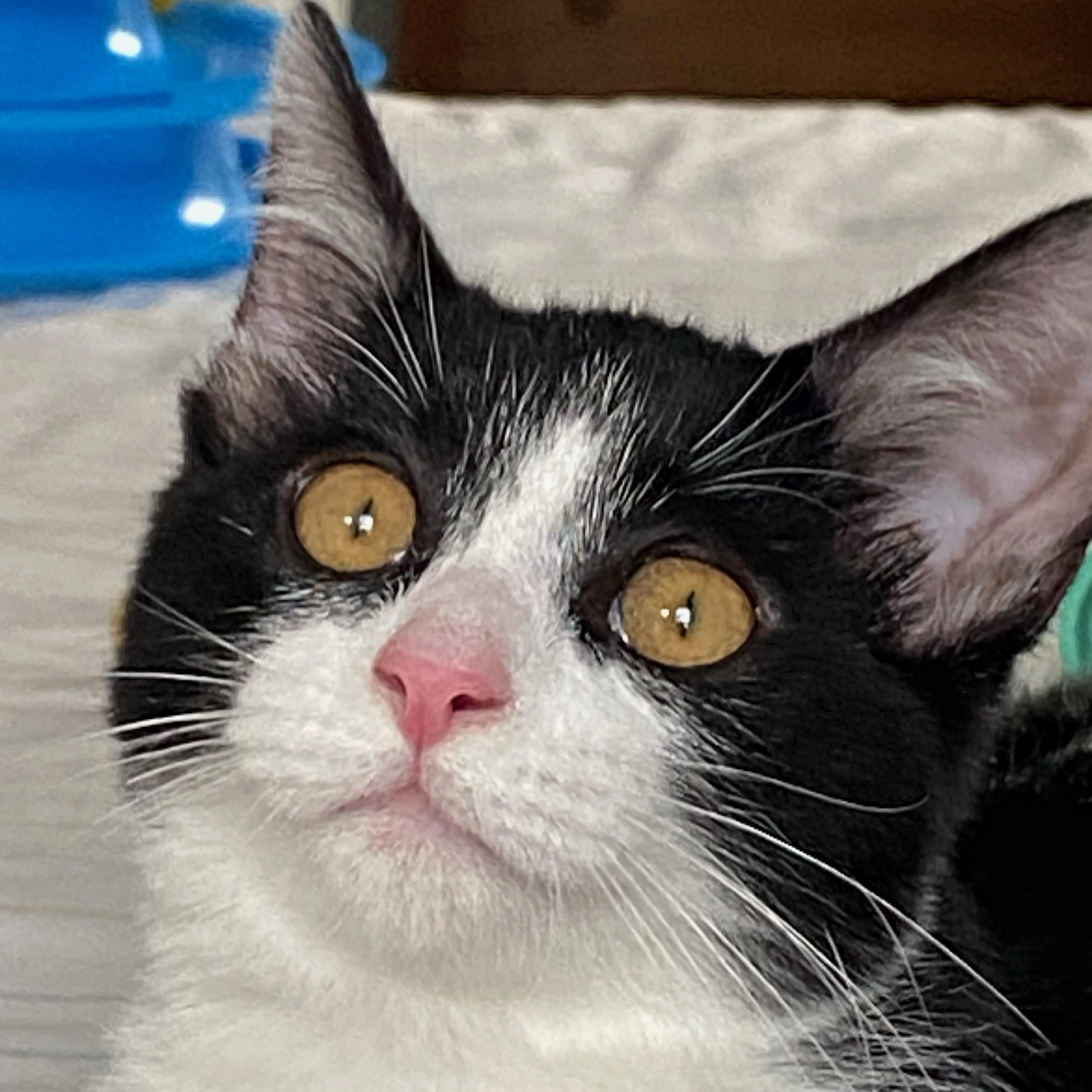 Tiramisu, a ADOPTABLE Domestic Short Hair in Lawrenceburg, IN image 4/5