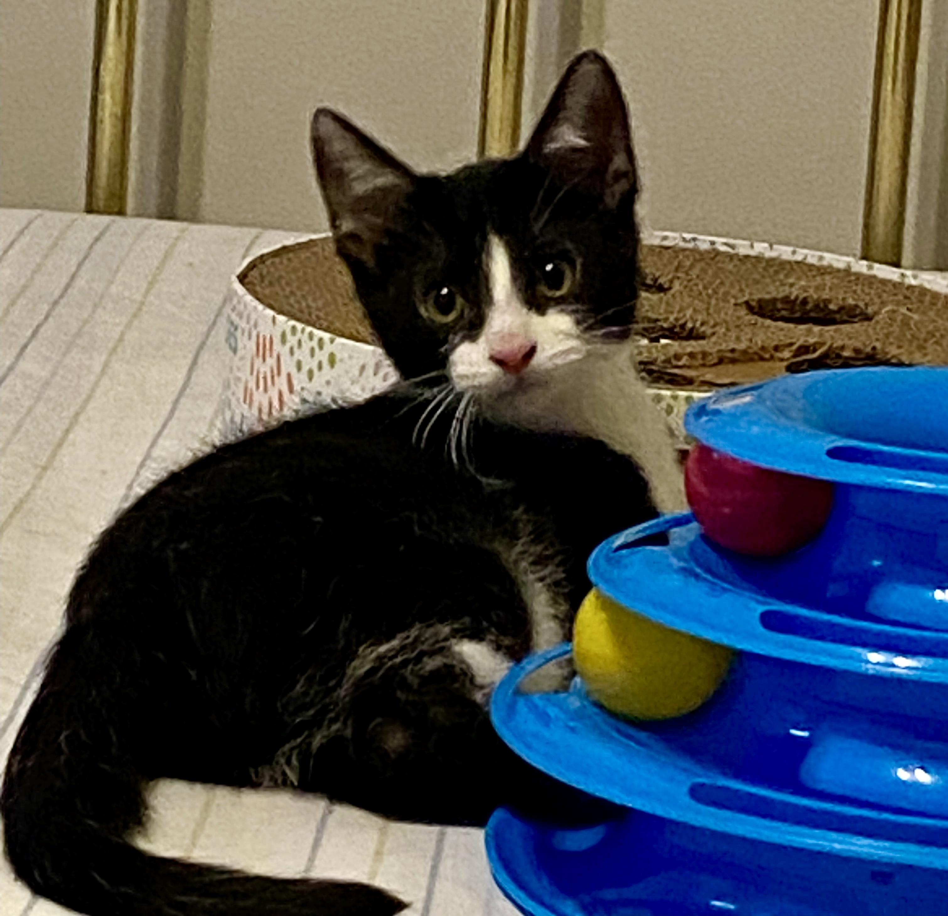 Enlarge Tiramisu, a ADOPTABLE Domestic Short Hair in Lawrenceburg, IN image 1/3