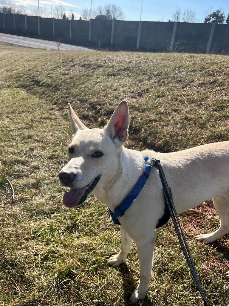 Enlarge Beijing, a Adoptable mixed breed in Christiansburg, VA image 1/6