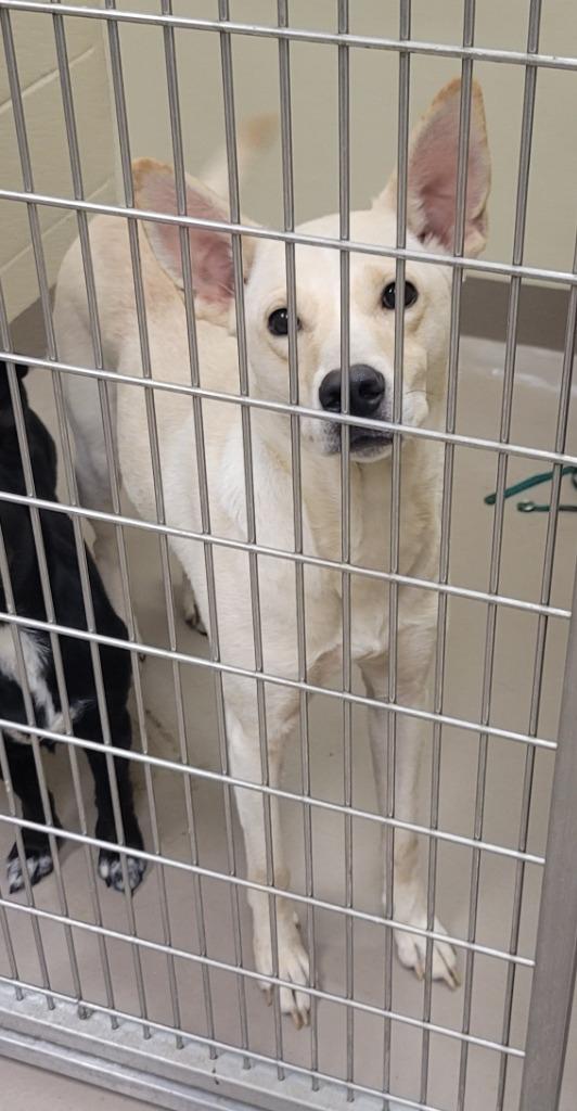 Enlarge Beijing, a Adoptable mixed breed in Christiansburg, VA image 1/3