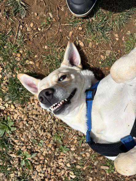 Enlarge Beijing, a Adoptable mixed breed in Christiansburg, VA image 2/6