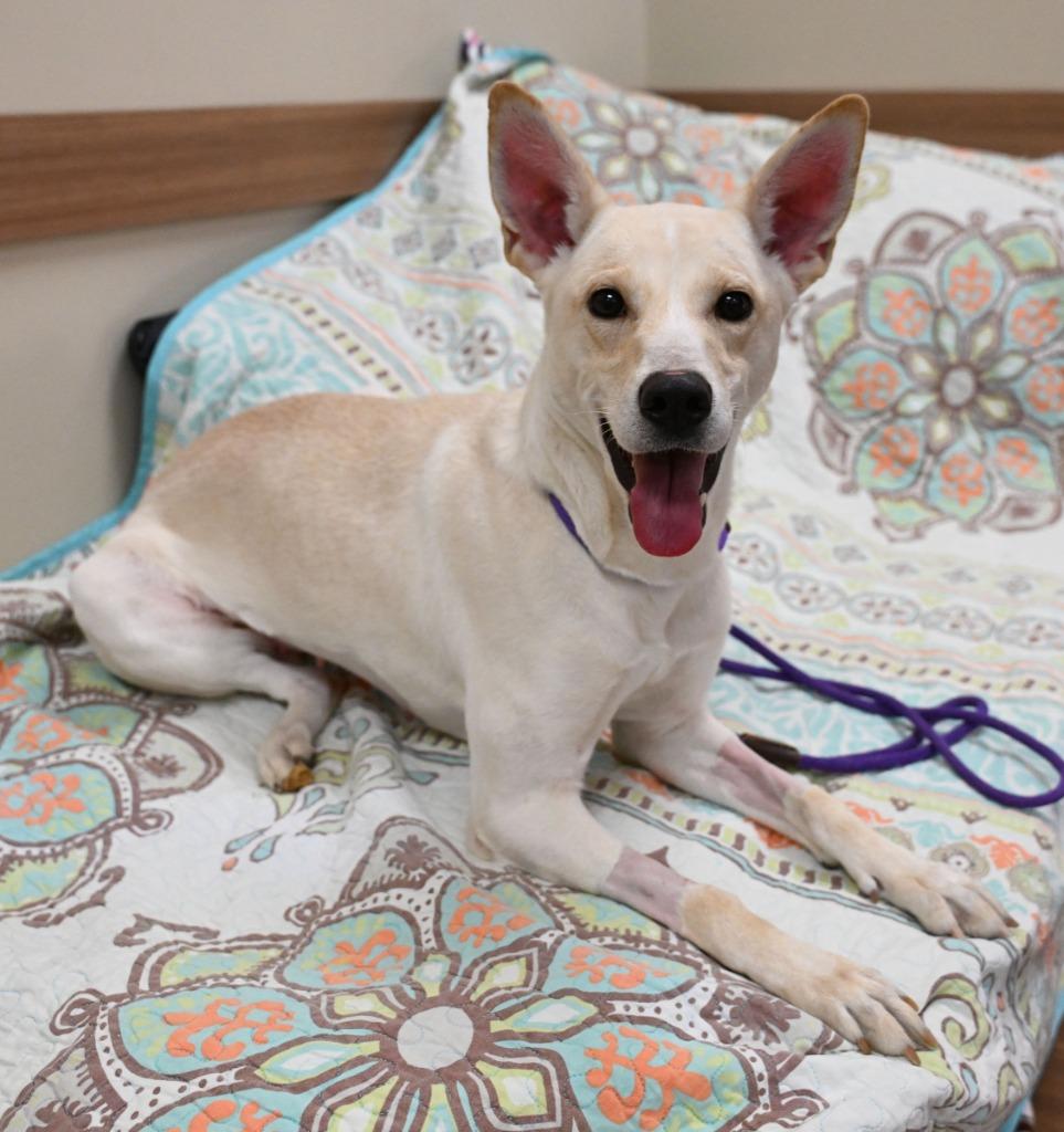 Enlarge Beijing, a Adoptable mixed breed in Christiansburg, VA image 3/6