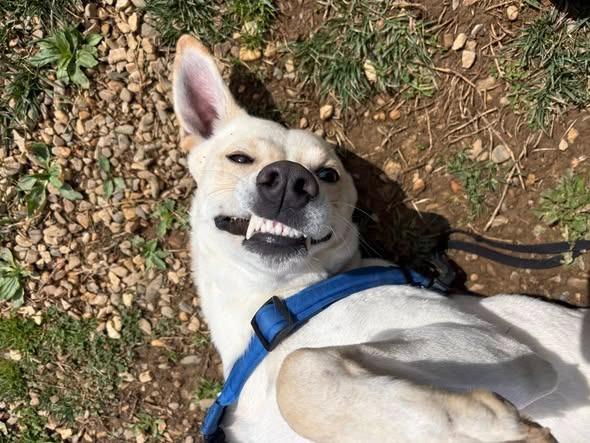 Enlarge Beijing, a Adoptable mixed breed in Christiansburg, VA image 6/6