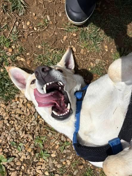 Enlarge Beijing, a Adoptable mixed breed in Christiansburg, VA image 6/6