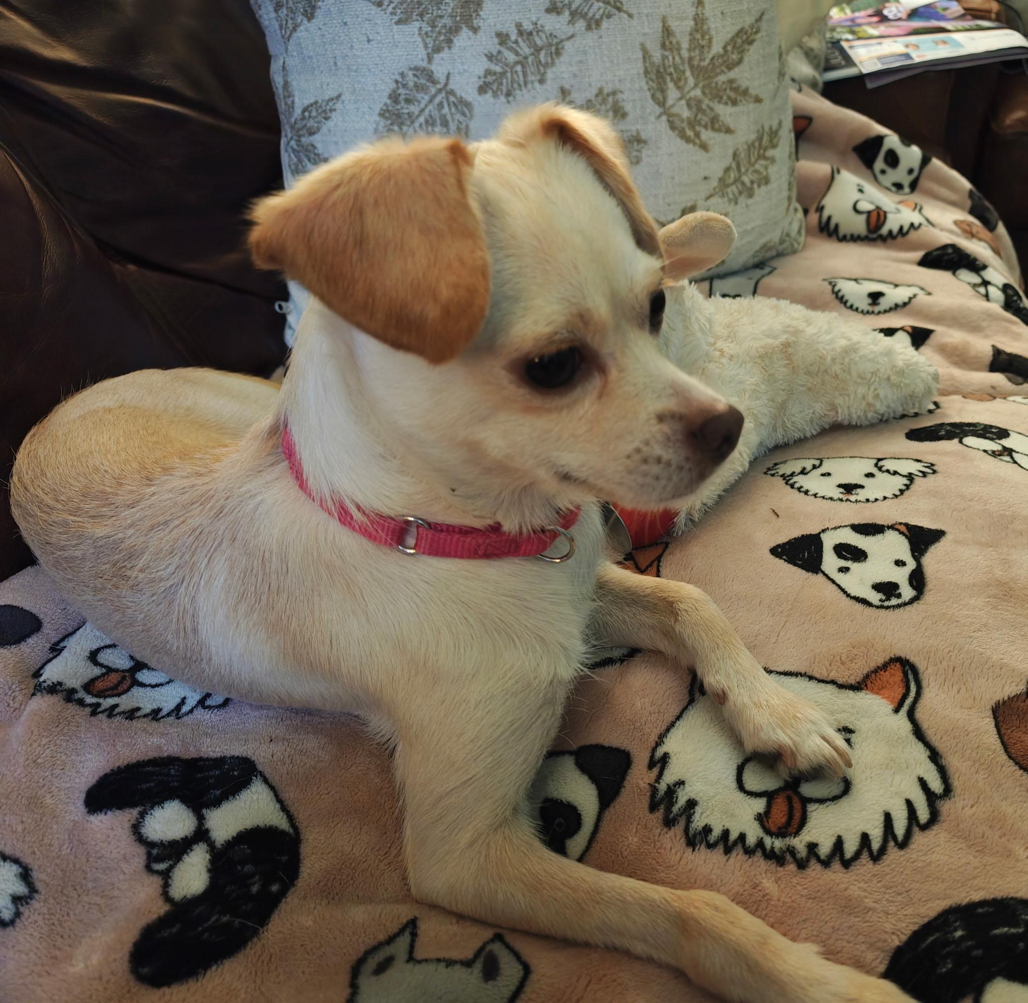 Sylvie, a ADOPTABLE mixed breed in De Pere, WI image 5/5