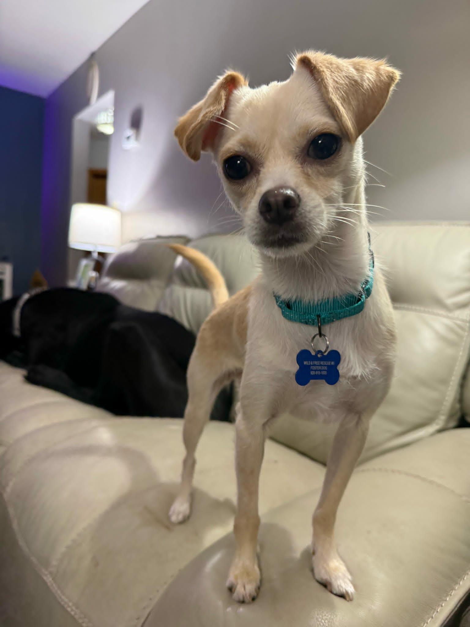 Sylvie, a ADOPTABLE mixed breed in De Pere, WI image 2/5