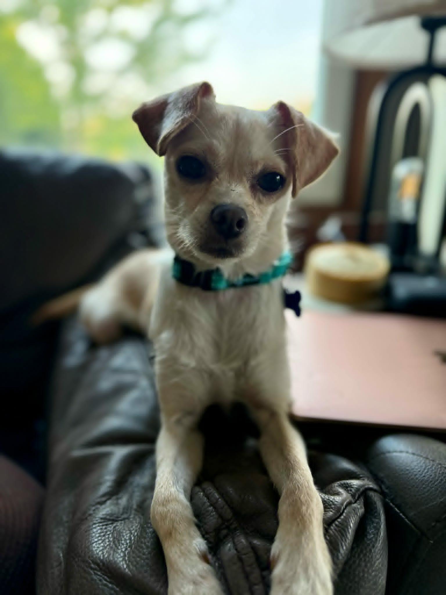 Sylvie, ADOPTABLE, Adult Female Chihuahua.