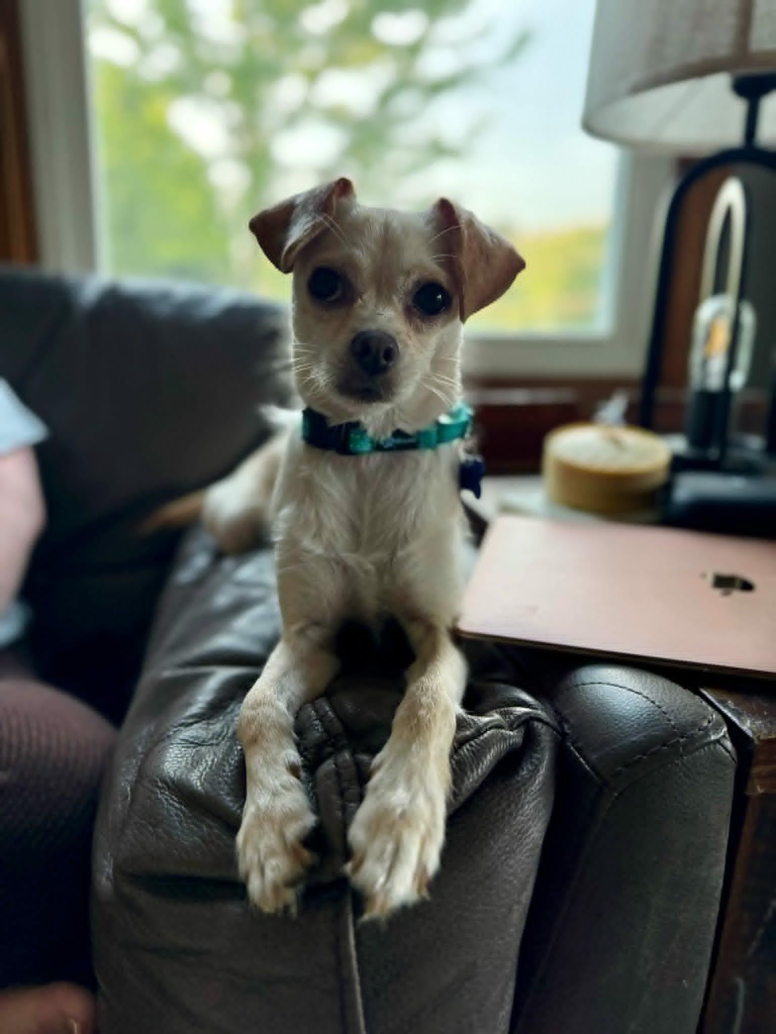 Sylvie, a ADOPTABLE mixed breed in De Pere, WI image 4/5