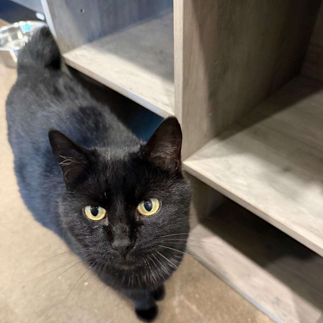 Gina, Adoptable, Adult Female Domestic Short Hair.