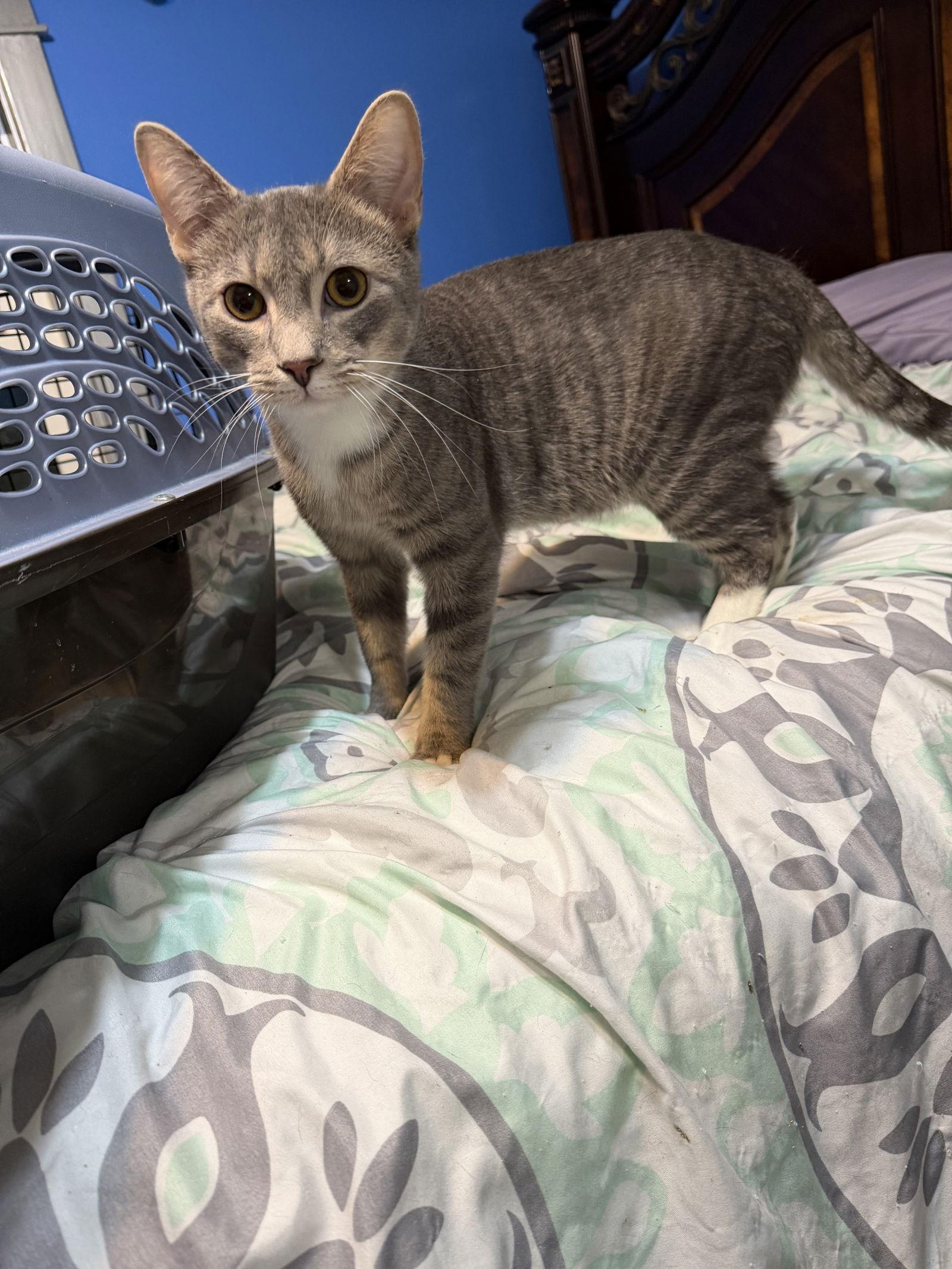 Sparky, Adopted, Adult Male Domestic Short Hair & Tabby.