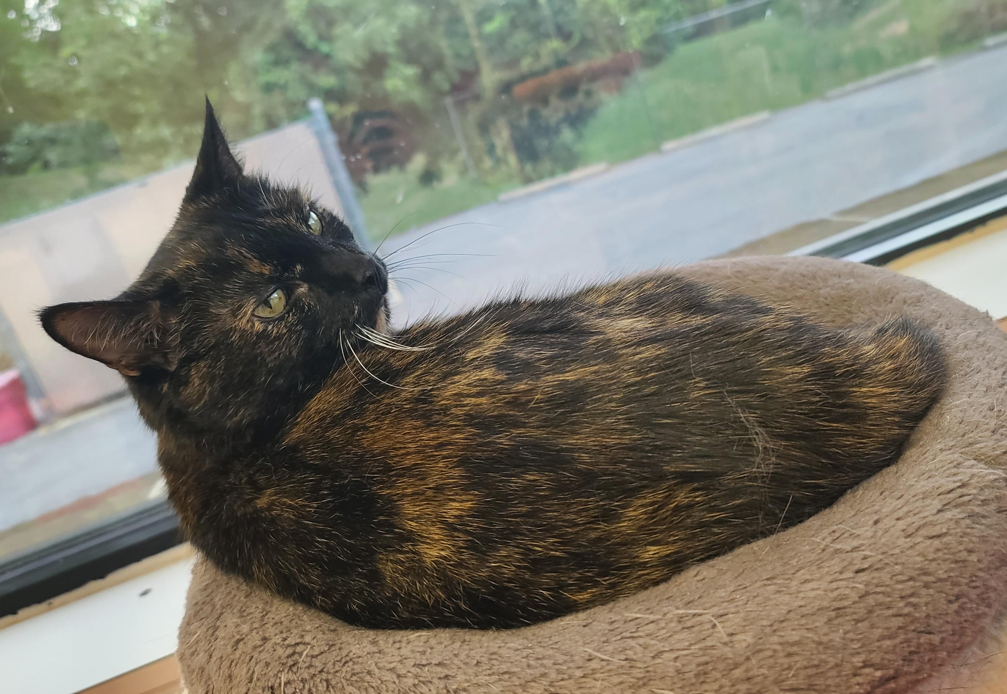 Enlarge LaRue, a ADOPTABLE Tortoiseshell in Temple, PA image 3/4