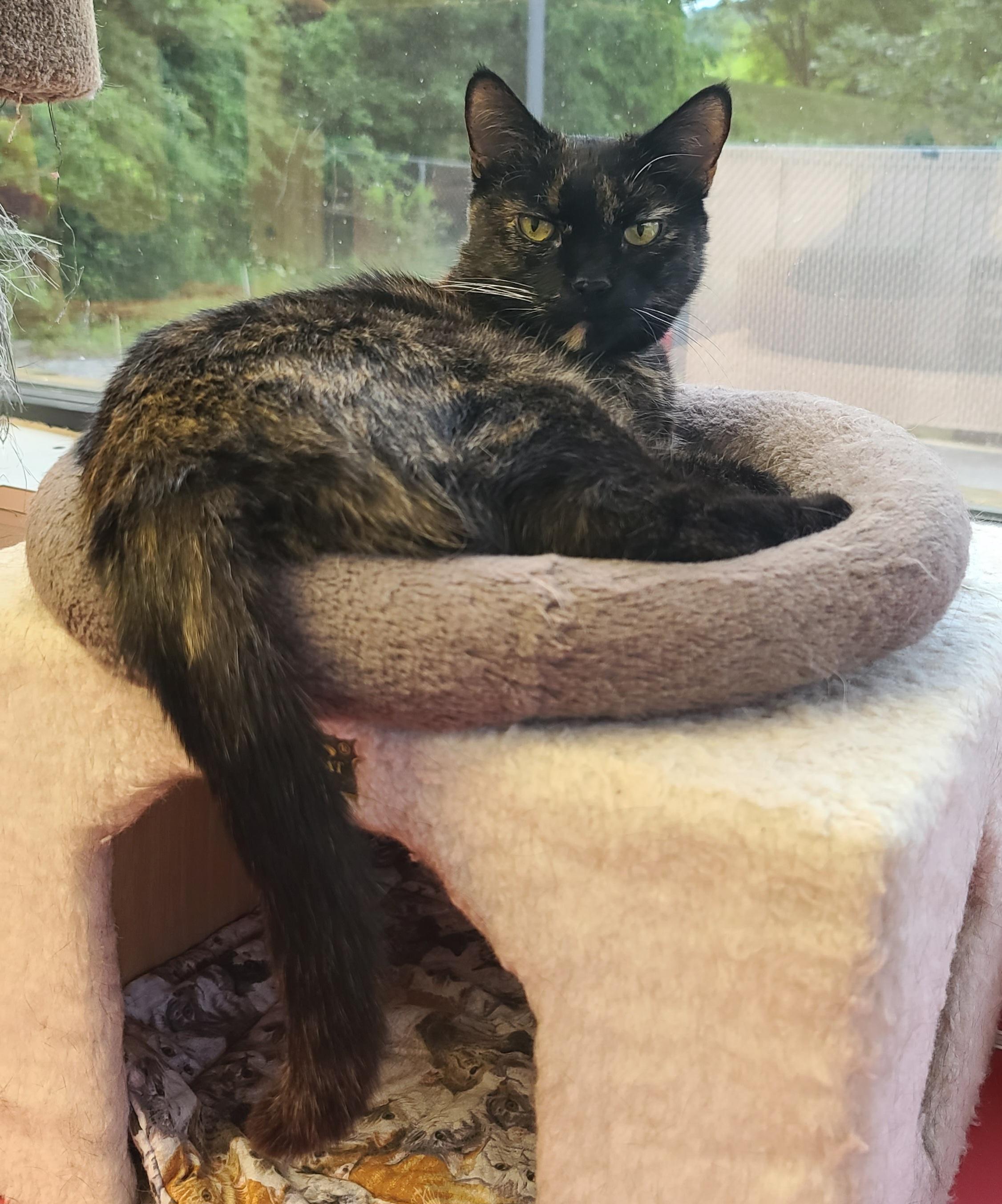 Enlarge LaRue, a ADOPTABLE Tortoiseshell in Temple, PA image 4/4