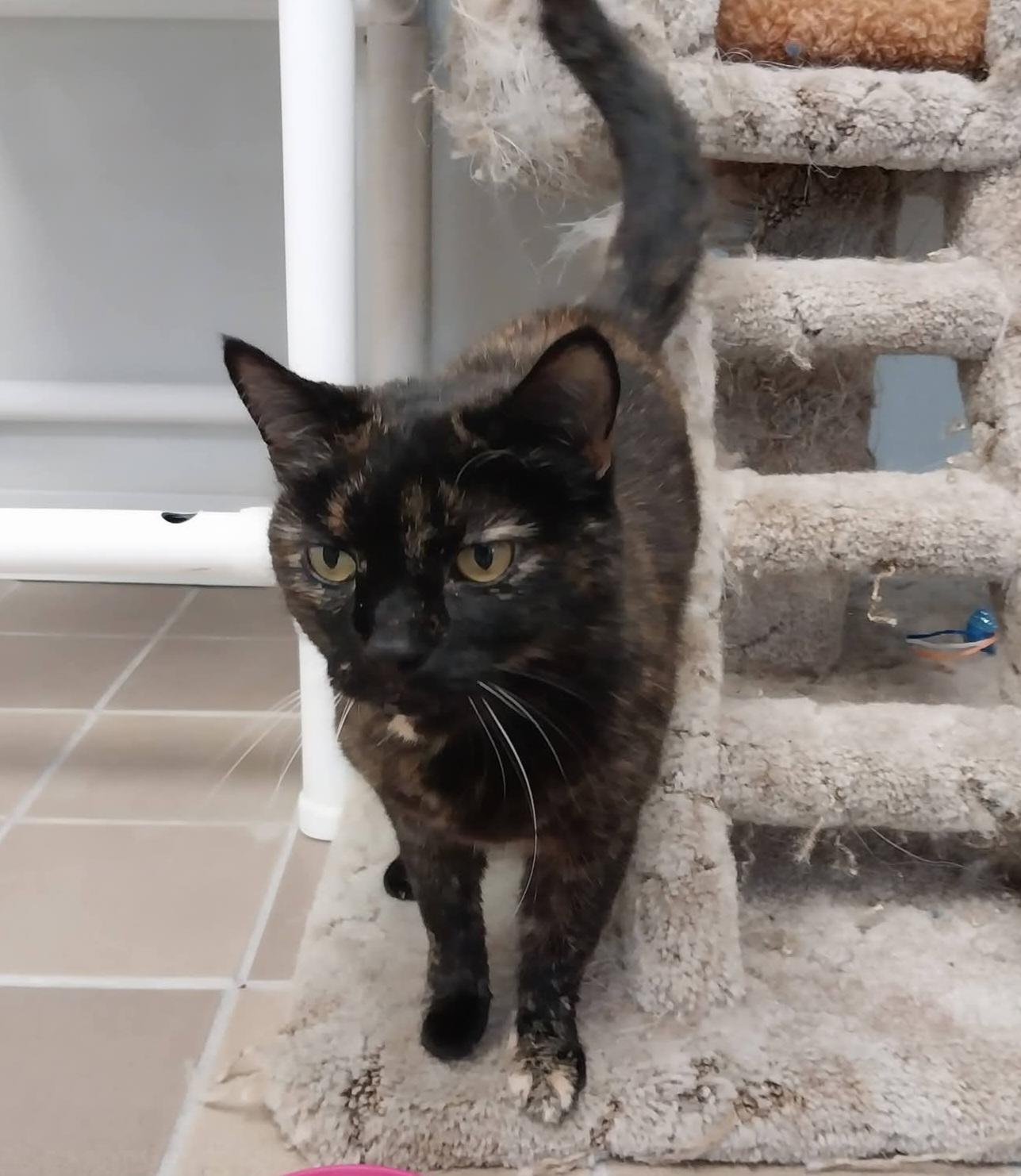 LaRue, ADOPTABLE, Adult Female Tortoiseshell.