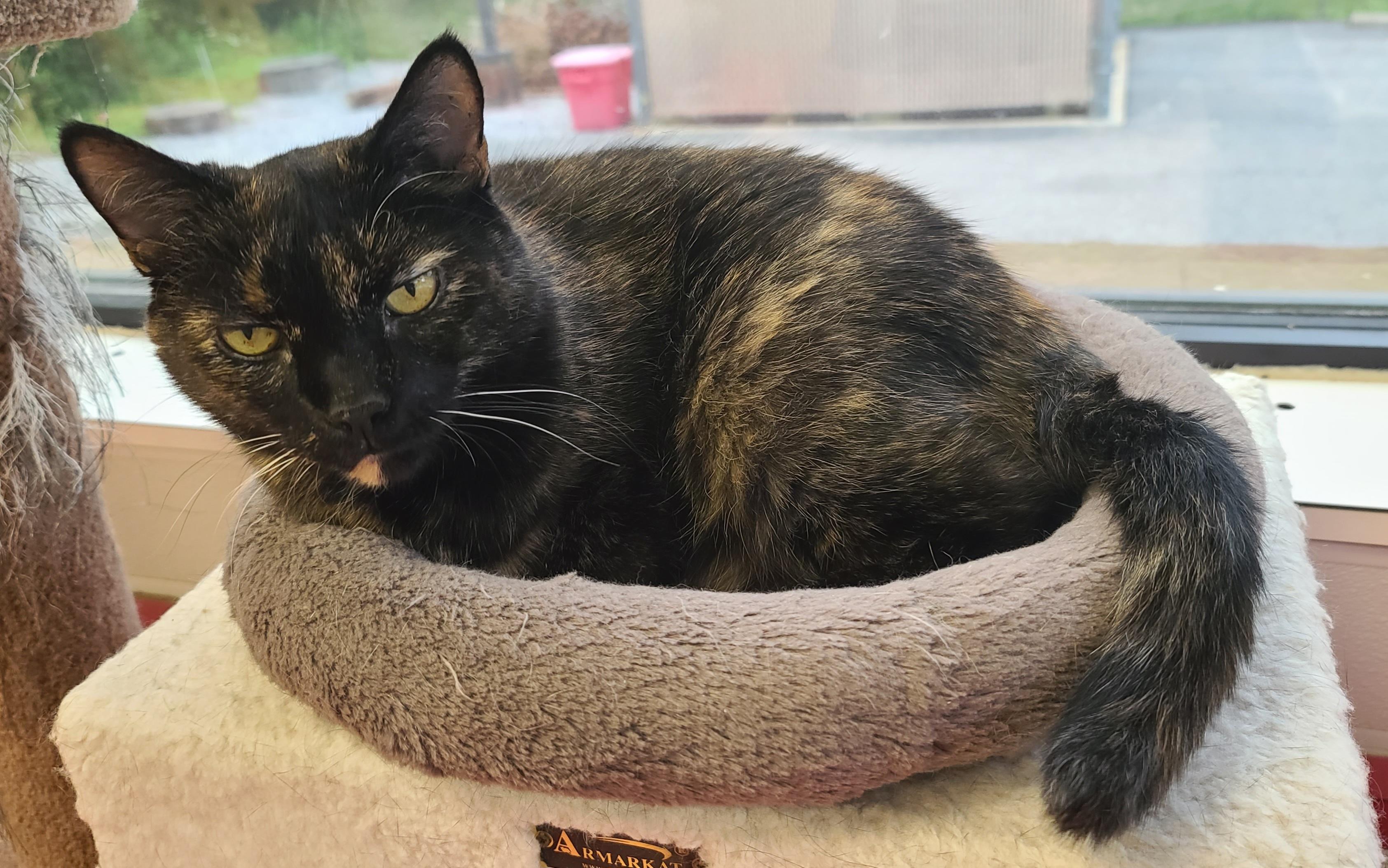 Enlarge LaRue, a ADOPTABLE Tortoiseshell in Temple, PA image 2/4
