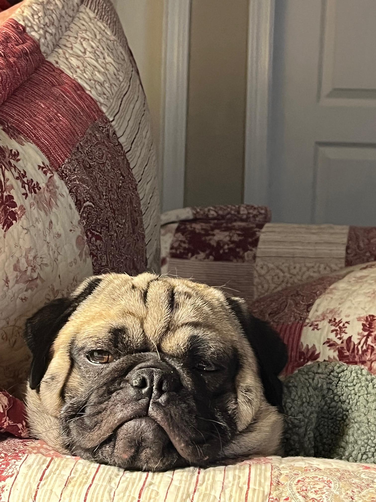 **COURTESY LISTING** Sherman, a Adopted Pug in Moscow, ID image 1/4