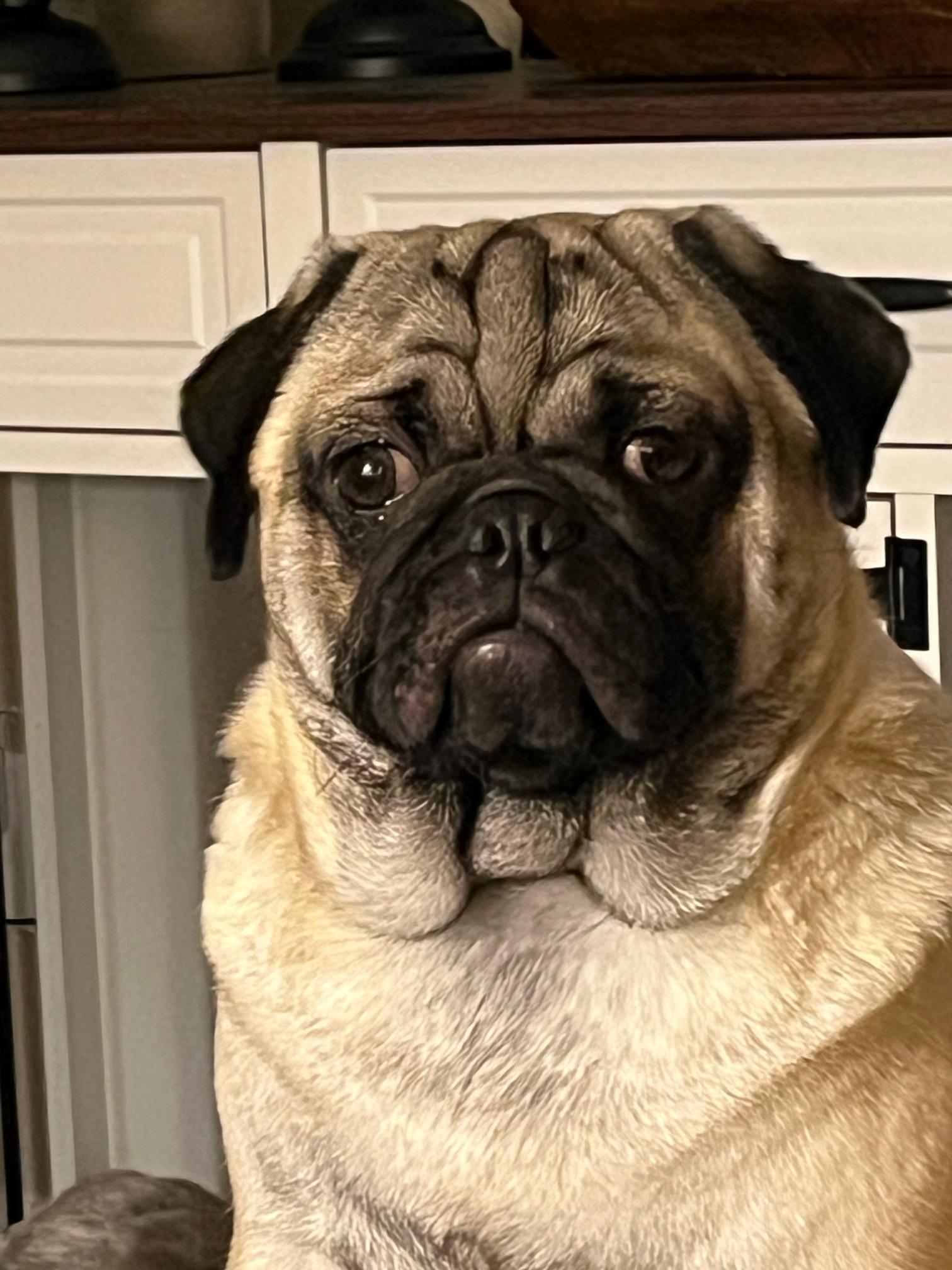 **COURTESY LISTING** Sherman, a Adopted Pug in Moscow, ID image 2/4