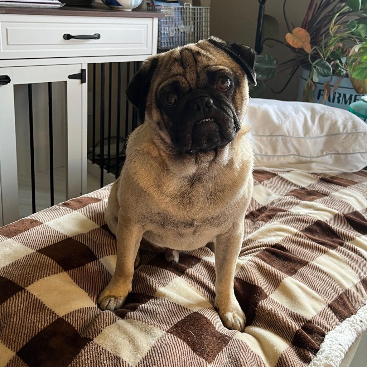 **COURTESY LISTING** Sherman, Adopted, Adult Male Pug.