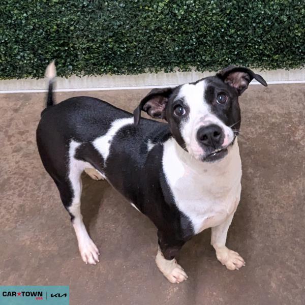 Enlarge Teeter, a Adoptable mixed breed in Lexington, KY image 1/1